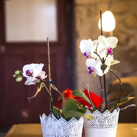 別荘 Casa Da Ferreirinha システロ
